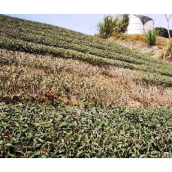 阿里山茶葉