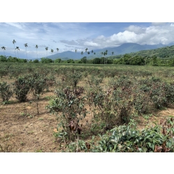 飲料茶葉批發、商用茶、茶改場、蜜香紅茶、大葉烏龍