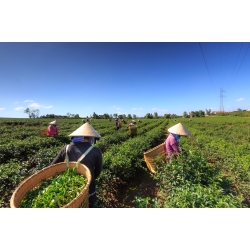 飲料茶葉批發、商用茶、茶改場、蜜香紅茶、大葉烏龍